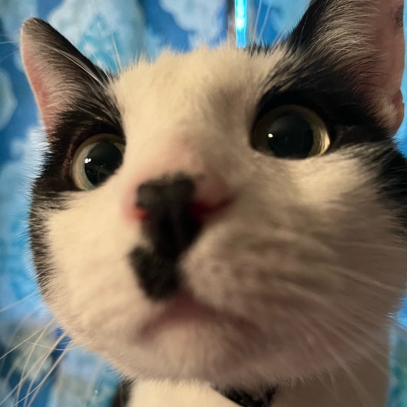 This is a Pet Friendly Closet! - Picture 5 of 6